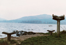 Oak - Lough Gill Co. Sligo